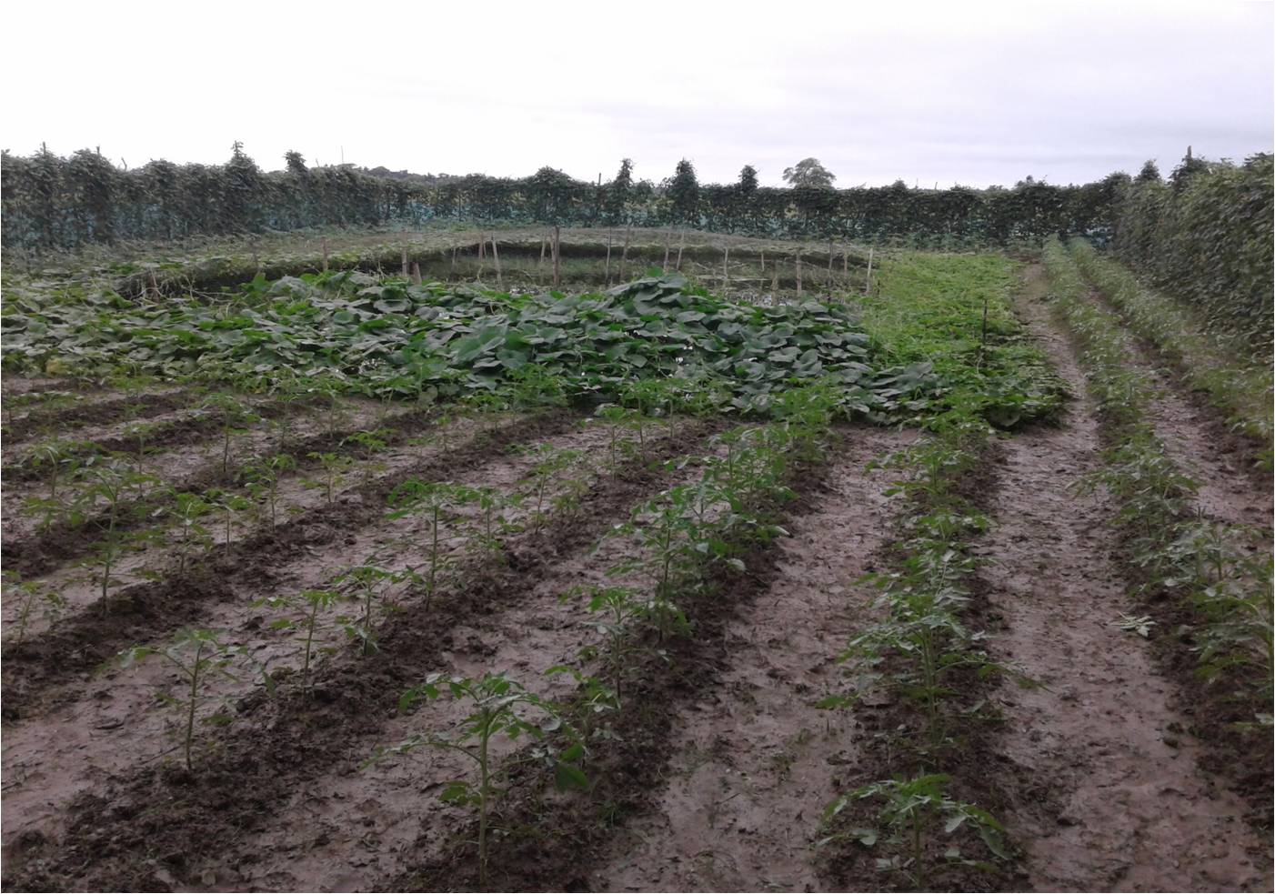 জলবায়ু পরিবর্তন অভিযোজন কৌশল  হিসাবে লবনাক্ত  জমিতে মিনি পুকরের সাহার্য্যে সবজী চাষ।