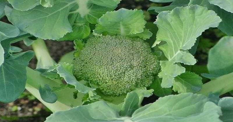 ব্রোকলী চাষ