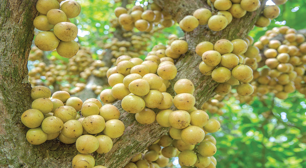 দেশীয় ফল লটকন : ভিটামিন সি এর উৎস,