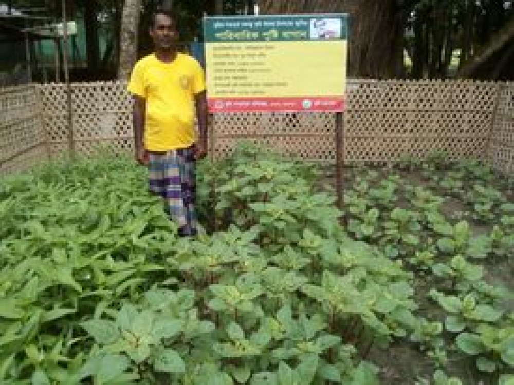 পুষ্টি বাগান