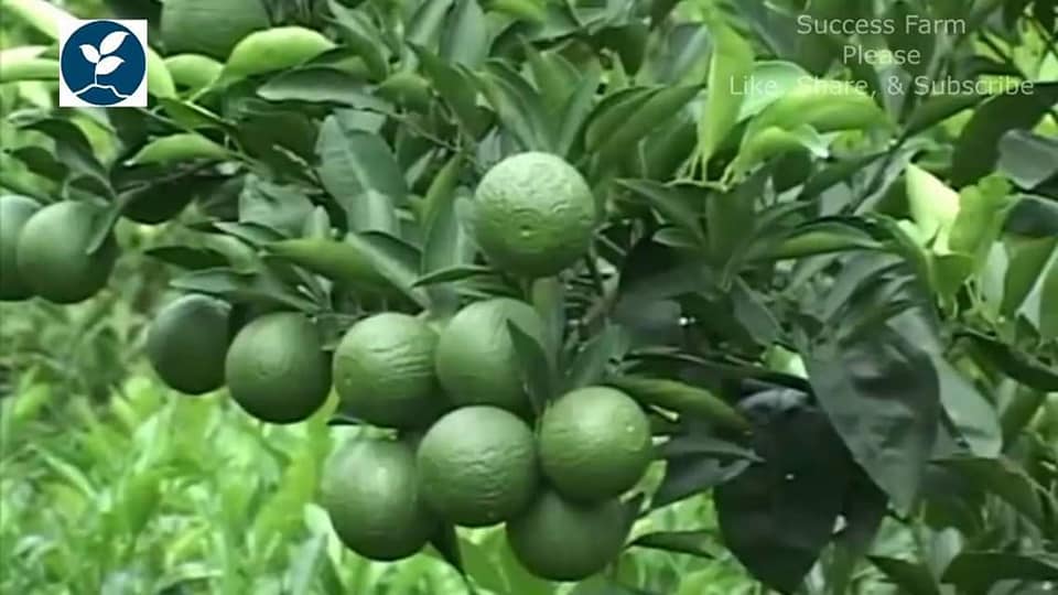 মাল্টা চাষ পদ্ধতি