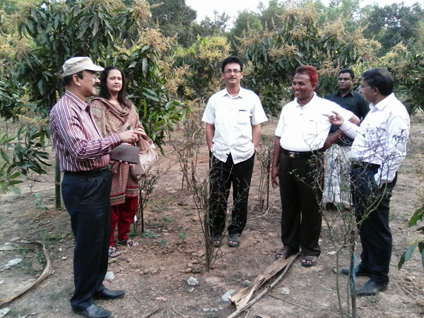 আম চাষে ফুলবাড়ীয়ার আইয়ুব আলীর সফলতা