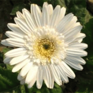 বারি জারবেরা-২