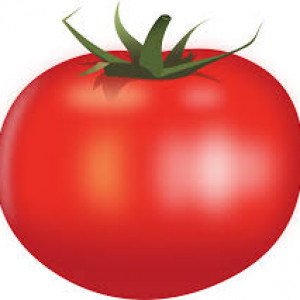 Summer Tomato Cultivation