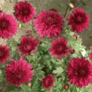 বারি চন্দ্রমল্লিকা-৩