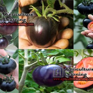 বাংলাদেশে-কালো-জাতের-নতুন-টমেটো-&lsquo;-ব্লাক-বিউটির-&lsquo;-বৈশিষ্ট্য