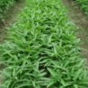 বারি গিমা কলমী ১