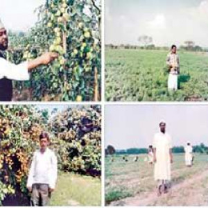 চার কোটিপতি চাষির গল্প