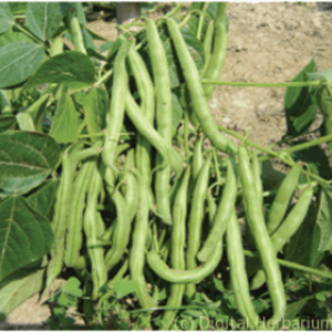 বারি ঝাড়শিম ১