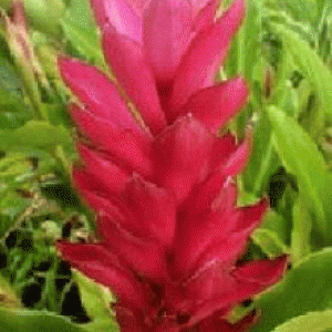 বারি এলপিনিয়া-১