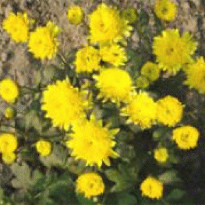 বারি চন্দ্রমল্লিকা-১