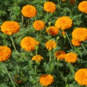 বারি গাঁদা-১