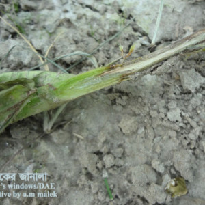 মুগের গোড়া পচা রোগ