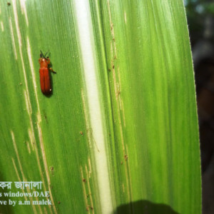 আখের পাতা খেকো উইভিল পোকা