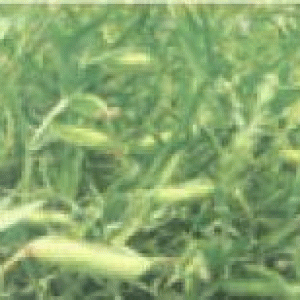 বারি খেসারী-২