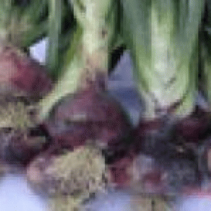 বারি পেঁয়াজ-৫