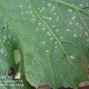 স্কোয়াশের জাব পোকা