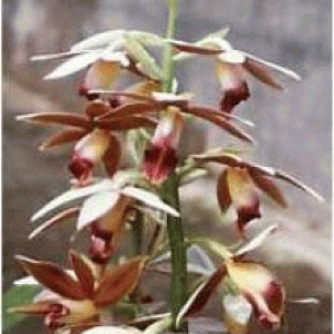 বারি অকির্ড-১