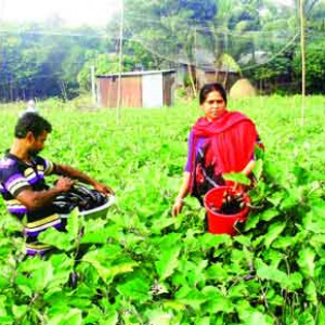 আইপিএম ফসল উৎপাদনে সফল নারী জাহানারা