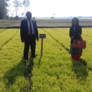 আদর্শ বীজতলা