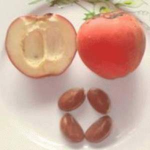 বারি বিলাতি গাব-১