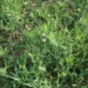 বারি খেসারী-১