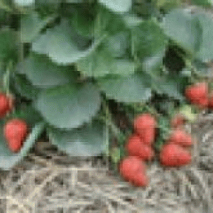 বারি স্ট্রবেরি-৩