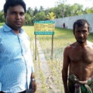 Demonstration plot of Community seed  production technology under NATP project