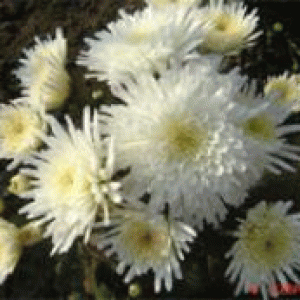 বারি চন্দ্রমল্লিকা-২