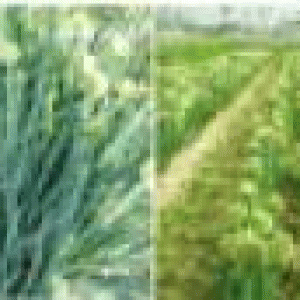 বারি পাতা পেঁয়াজ-১