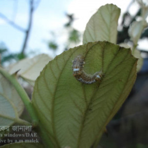 কুলের বিছা পোকা