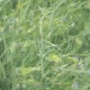 বারি খেসারী-৩