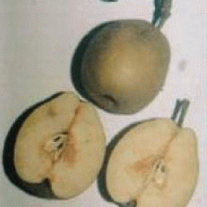 বারি নাশপাতি-১