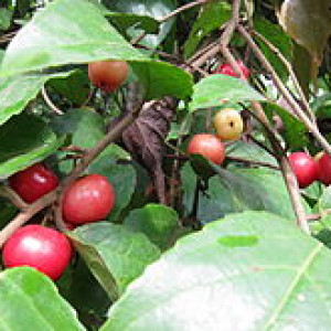 বারি লুকলুকি-১