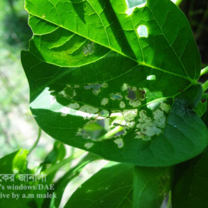 বরবটির কাঁঠালে পোকা