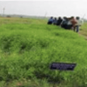 বারি খেসারী-৪