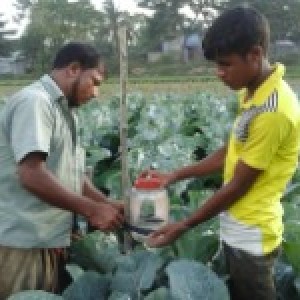 নিরাপদ সবজি