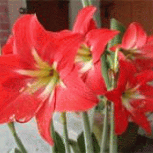 বারি লিলি-১