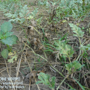 তরমুজের ডাউনি মিলডিউ রোগ