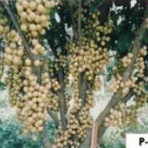 বারি লটকন-১