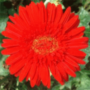 বারি জারবেরা-১