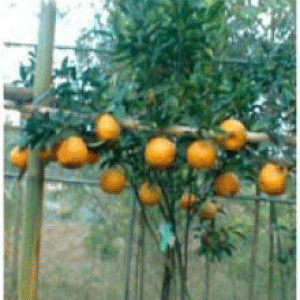 বারি কমলা-৩