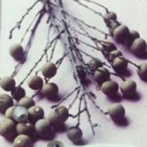 বারি আঁশফল-১