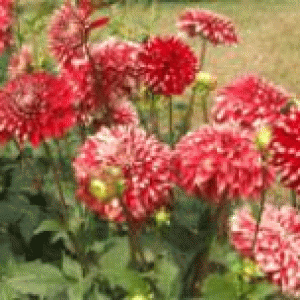 বারি ডালিয়া-১