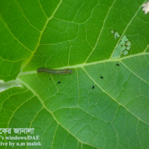 সূর্যমুখীর লেদা পোকা