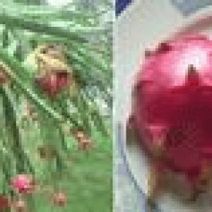 বারি ড্রাগন ফল-১