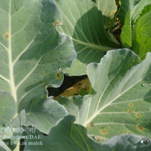 বাঁধাকপির অল্টারনারিয়া জনিত পাতার দাগ রোগ