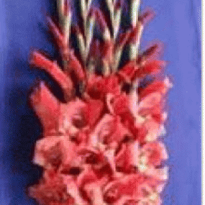 বারি গ্লাডিওলাস -১