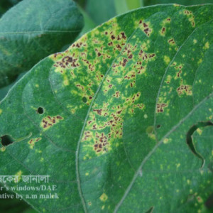মুগের পাতার মরিচা রোগ