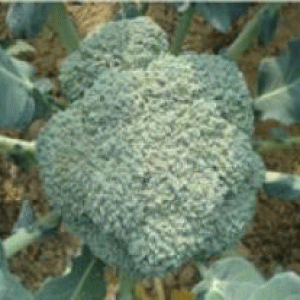 বারি ব্রকলী ১